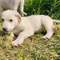 Cucciolo di mix maremmano