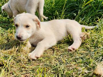 Cucciolo di mix maremmano