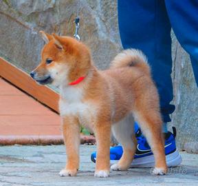 Stupendo cucciolo Shiba