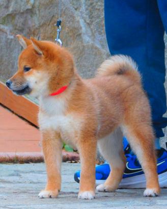 Stupendo cucciolo Shiba