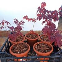 piantine di Acero Rosso  giapponese 