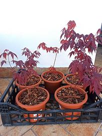 piantine di Acero Rosso  giapponese 
