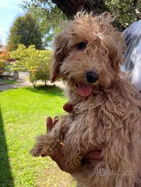 Cuccioli di barboncino Toy