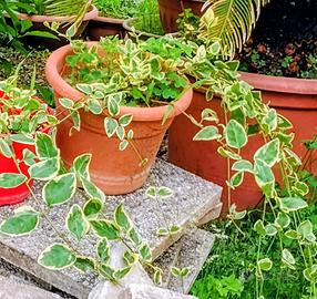 pervinca dai fiori blu