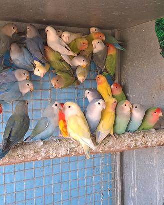 Pappagalli inseparabili