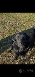 Cucciolona labrador