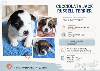 Cuccioli jack russell terrier