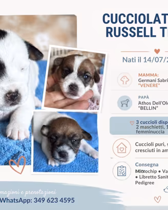 Cuccioli jack russell terrier