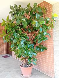FICUS ELASTICA