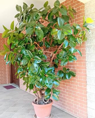 FICUS ELASTICA