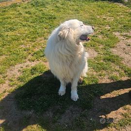 Maremmano 10 anni buonissimo adozione