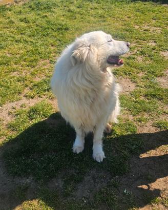 Maremmano 10 anni buonissimo adozione