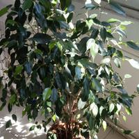 3.FICUS BENJAMIN piante + cesto