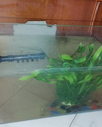 pesce rosso con acquarioo