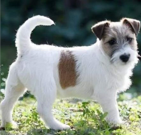 Jack Russell Terrier Pelo Ruvido per Monte