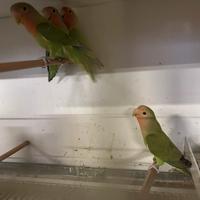 Inseparabili