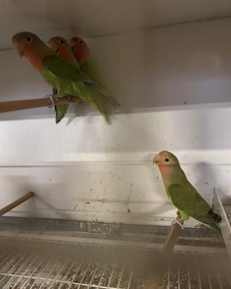 Inseparabili
