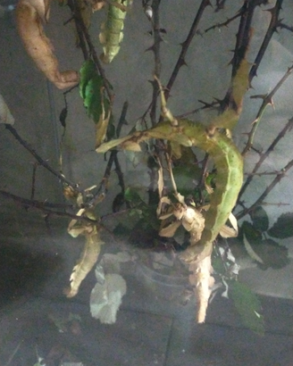 Insetti foglia