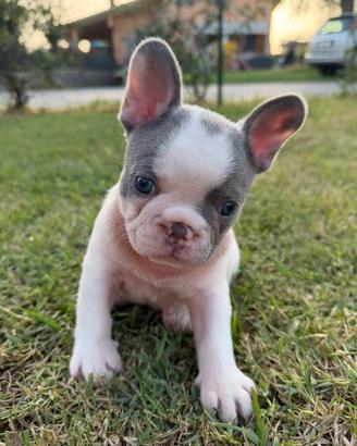 Bulldog francese cucciolo