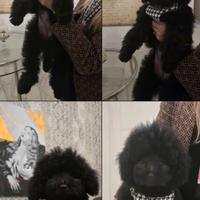 Barboncina nana total black