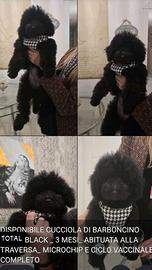 Barboncina nana total black