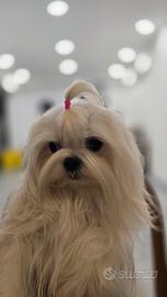 Maltese coreano per monta