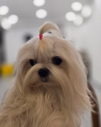 Maltese coreano per monta