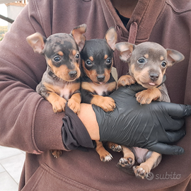 Pinscher cuccioli