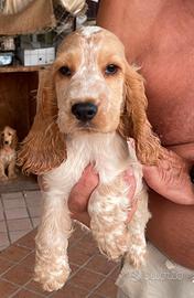 cocker spaniel inglese 