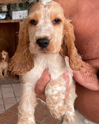 cocker spaniel inglese 