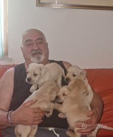 Cuccioli di Cane Corso di colore bianco