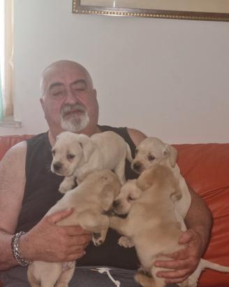 Cuccioli di Cane Corso di colore bianco