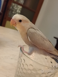 Inseparabili roseicollis: allevati a mano