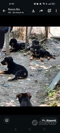Ragalo cuccioli