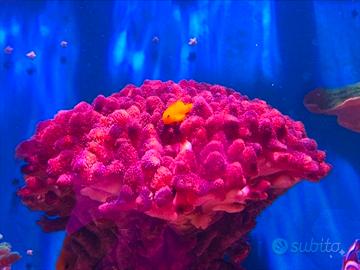 Coralli per acquario tropicale marino 
