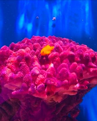 Coralli per acquario tropicale marino 