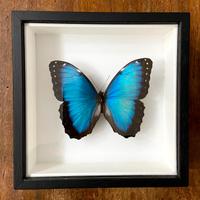 Farfalla vera in cornice - Morpho helenor