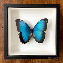 Farfalla vera in cornice - Morpho helenor