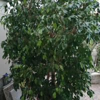 Ficus Benjamina 2 metri