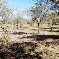 Terreno con casetta a Ploaghe