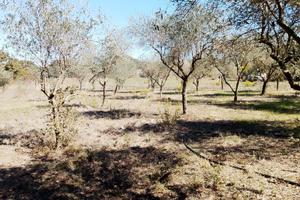 Terreno con casetta a Ploaghe