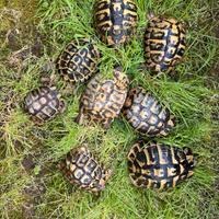 Tartaruga tartarughe hermanni maschio femmina