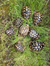 Tartaruga tartarughe hermanni maschio femmina