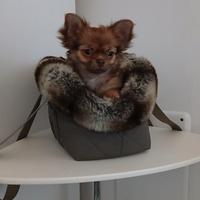 Cucciola chihuahua