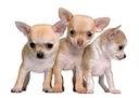 cucciolata-di-chihuahua-toy-da-60-euro-al-mese