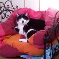 Cuccia letto per cani e gatti di medie dimensioni