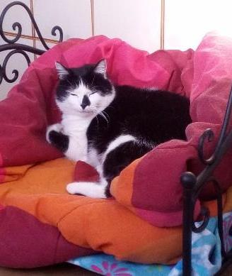 Cuccia letto per cani e gatti di medie dimensioni