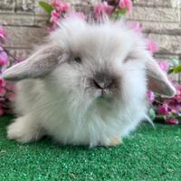 Coniglio nano teddy lop maschietto