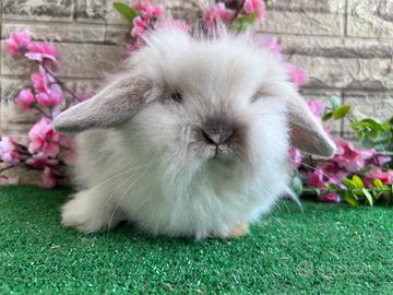 Coniglio nano teddy lop maschietto