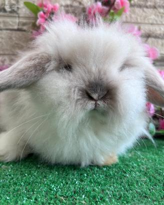 Coniglio nano teddy lop maschietto